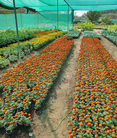 Zuhoor Nursery & Flowers Trading LLC - Dubai - +971 56 640 6416