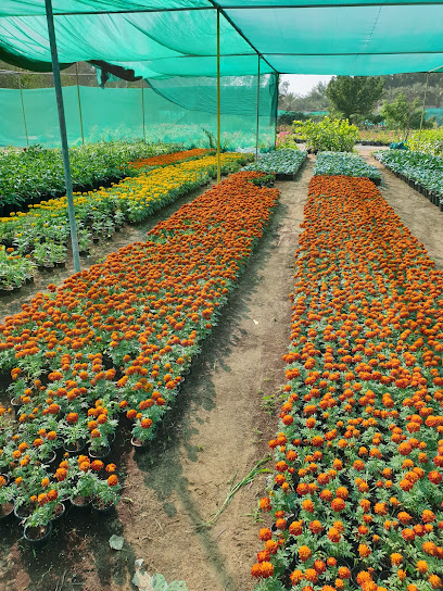 Zuhoor Nursery & Flowers Trading LLC - United Arab Emirates|Industrial Area 1 - Ajman|Shop 9 plants market