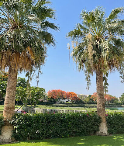 TREE TRIMMING & PRUNING TEAM DUBAI - Dubai - +971 55 280 8563