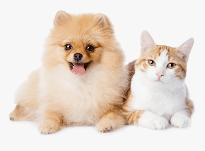 Petz n Stuff - Ras al Khaimah - +971 50 395 9745