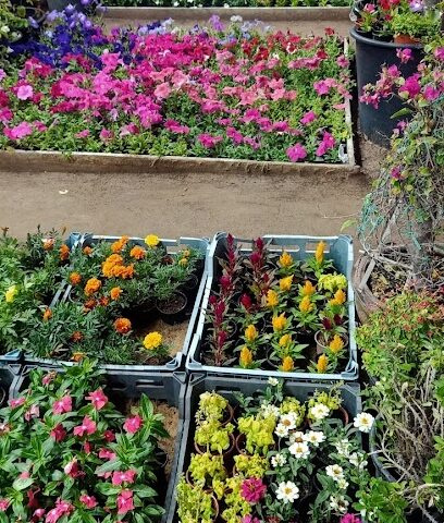 AJMAN PLANTS NURSERY - Ras al Khaimah -