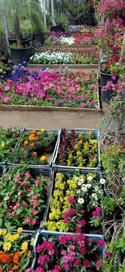 AJMAN PLANTS NURSERY - United Arab Emirates|Ajman|Al Bustanليوارة 1