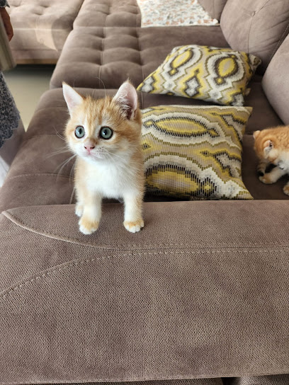 pets in dubai - United Arab Emirates|Jumeirah Lake Towers - Dubai|Lake Plaza