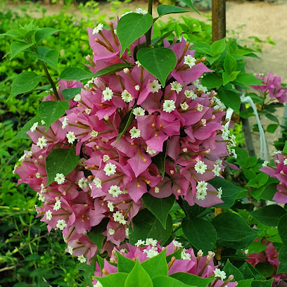 jebal alward plants trading - Ras al Khaimah - +971 55 111 1787