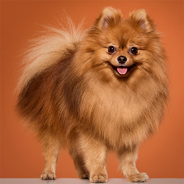 Cute Pets - Ras al Khaimah - +971 55 950 1201