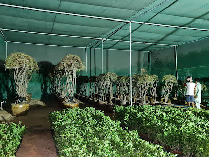 Sia Nursery - Ras al Khaimah -