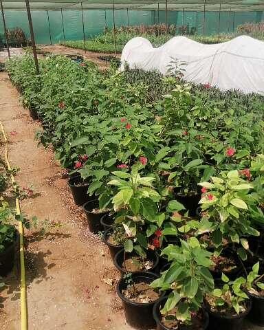 Ever star nursery - Ras al Khaimah - +971 56 715 0982