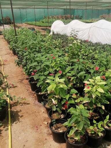 Ever star nursery - United Arab Emirates|Kabir - Umm Al Quawain