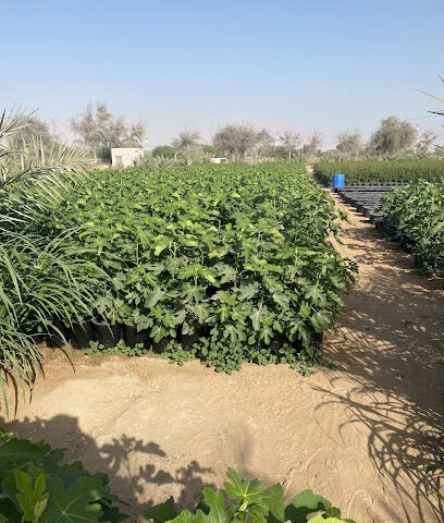 مشتل المدينة - Ras al Khaimah - +971 52 606 8617