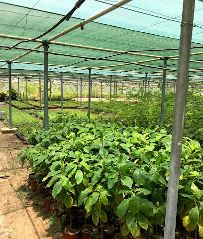 Ajman Muncipality Public Park & Plant Nursery - Kalba - +971 52 736 0258