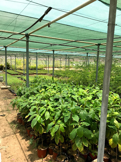 Ajman Muncipality Public Park & Plant Nursery - United Arab Emirates|Al Zahya - Ajman|CJ77+QFF