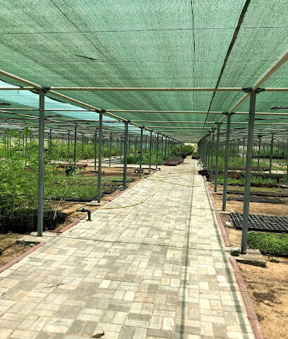 مشتل الحليو عجمان - Ras al Khaimah -