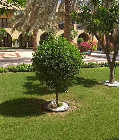 MAHMOUD AWWAD LANDSCAPE DESIGNER UAE-Dubai - Dubai - +971 50 994 5667