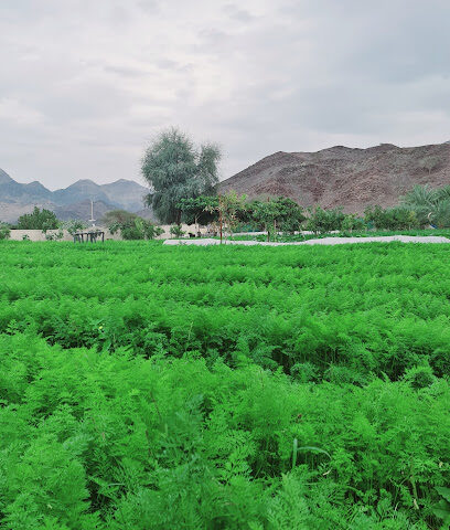 Top farm - Ras al Khaimah - +971 50 403 0111
