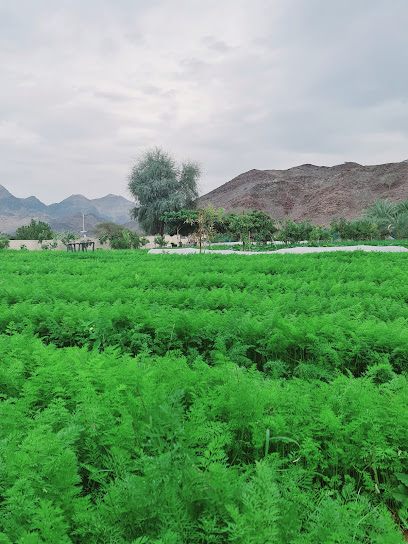 Top farm - United Arab Emirates|Al Tuwiyain - Fujairah|شارع