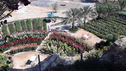 uae cactus farm - Khor Fakkan - +971 50 649 0575