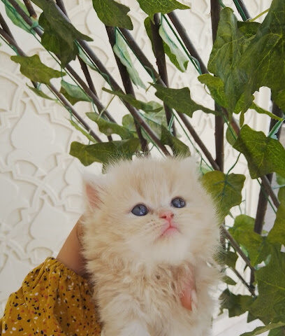 R4cattery - Ras al Khaimah - +971 50 666 7218