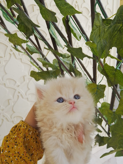 R4cattery -