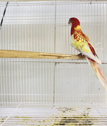 Canary albawadi - Ras al Khaimah -