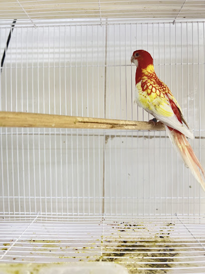 Canary albawadi - United Arab Emirates|Al Noud - Abu Dhabi|5R65+WPH