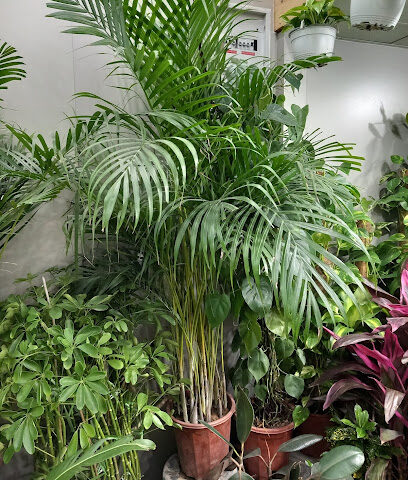 Orchid Nursery - Ras al Khaimah - +971 55 492 3029