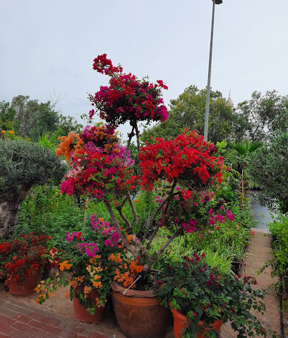 Al Misk Flower and plant shop - Ras al Khaimah - +971 54 790 0872