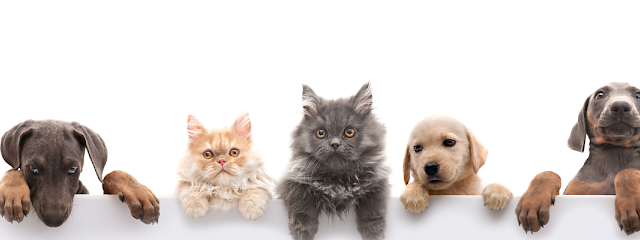 Petz.ae - Ras al Khaimah - +971 50 614 2349
