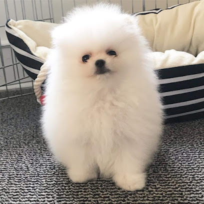 Pomeranian Petshop AKC - Ras al Khaimah - +971 56 884 7492