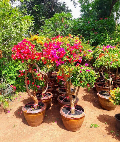 Thai Gardens Nursery - Ras al Khaimah - +971 52 555 2211