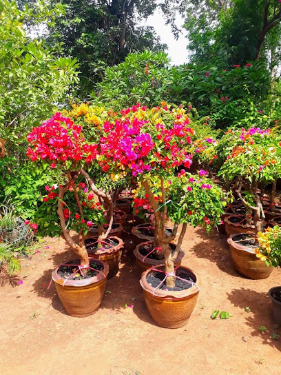 Thai Gardens Nursery - United Arab Emirates|Warsan 3 - Dubai|Floristics Gardens St