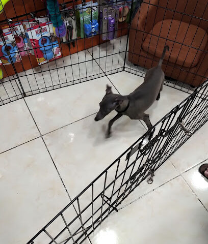 Furs and Feathers Pets - Ras al Khaimah - +971 50 521 2901