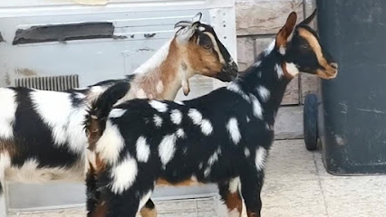 Al orouba Livestock Trading - Dubai - +971 52 640 0393