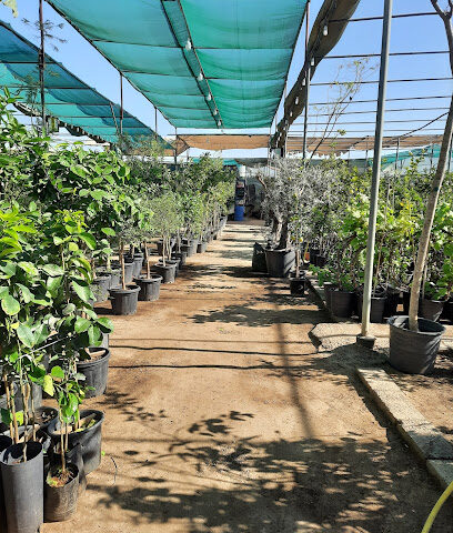 Duscape Plant Shop - Dubai - +971 52 994 4997