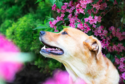 Leisured Pets - Ras al Khaimah -