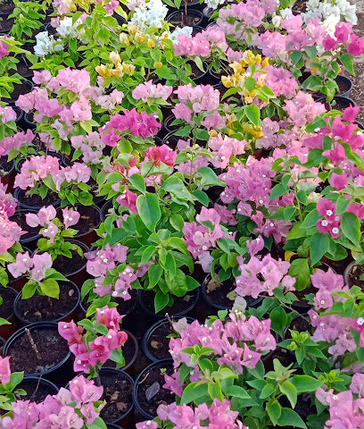 Bsateen Nursery - Ras al Khaimah -