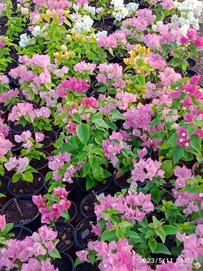 Bsateen Nursery - United Arab Emirates|Helio 1 - Ajman
