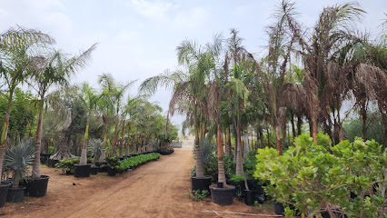 جبال القلمون للأشتال Al QALAMOON MOUNTAIN NURSERY - Ras al Khaimah - +971 55 189 7426
