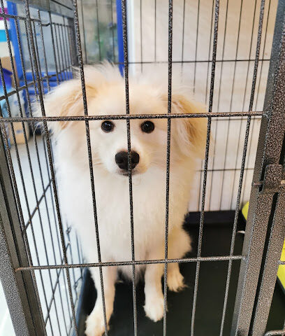 River Moon Pet Shop - Ras al Khaimah - +971 50 568 4426