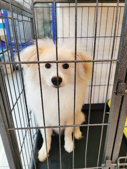 River Moon Pet Shop - United Arab Emirates|Mohamed Bin Zayed City - ME-10 - Abu Dhabi|10 Al Tafaseel St|16