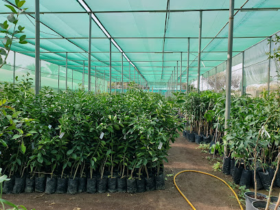 Lemon Tree Nursery - Ras al Khaimah -