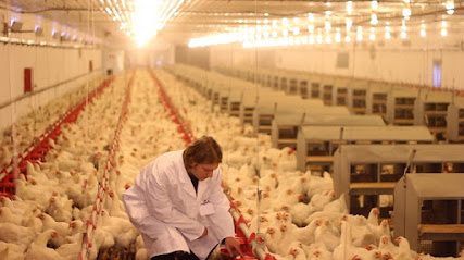 Mohey Poultry Farm ( محمد محي ) - Ras al Khaimah - +971 50 581 5254