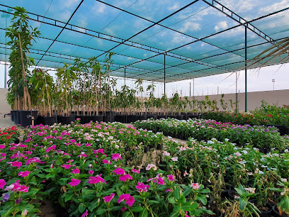 Al Reef Plant Nursery - مشتل الريف للزهور و النباتات - Ras al Khaimah - +971 56 937 7277