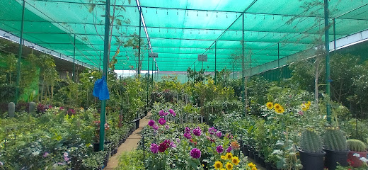 Mohd. Ali Nursery - Ras al Khaimah - +971 55 104 5135