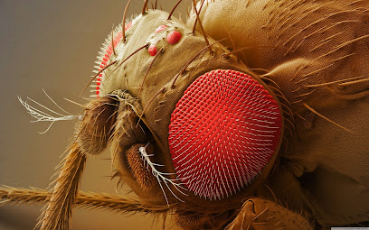 Al Shaheen Al Abiadh Pest Control Services - Ras al Khaimah - +971 6 561 4104