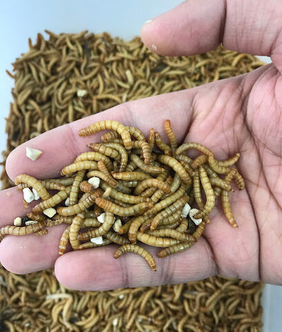 Happy Insects Farm - Ras al Khaimah - +971 50 640 8896