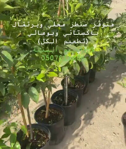 UAE Plantation - Umm Al Quawain -