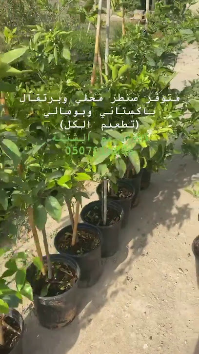 UAE Plantation - United Arab Emirates|Ras al Khaimah|E89