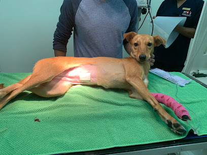 American Veterinary Clinic - Best Vet Clinic Abu Dhabi - Umm Al Quawain - +971 2 665 5044