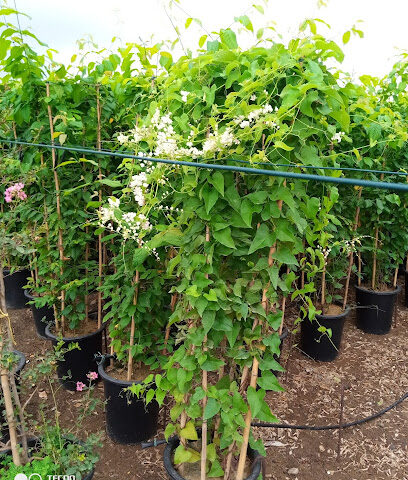 The Green Nursery Sales (Branch 1) - Umm Al Quawain - +971 50 254 2312