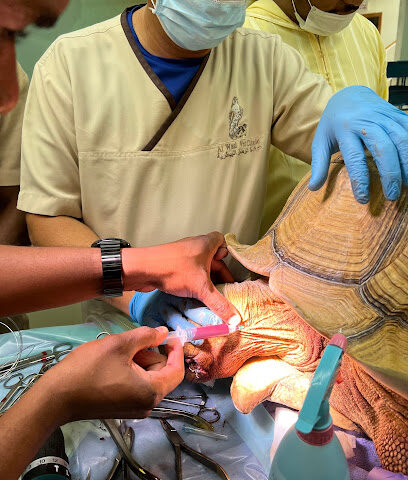 Falcon Centre (Al Wasl Veterinary Clinic) - Umm Al Quawain - +971 4 344 6777